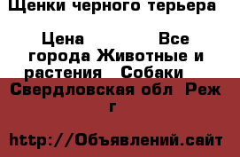 Щенки черного терьера › Цена ­ 35 000 - Все города Животные и растения » Собаки   . Свердловская обл.,Реж г.